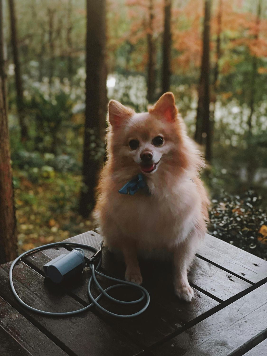 Magic Leash®