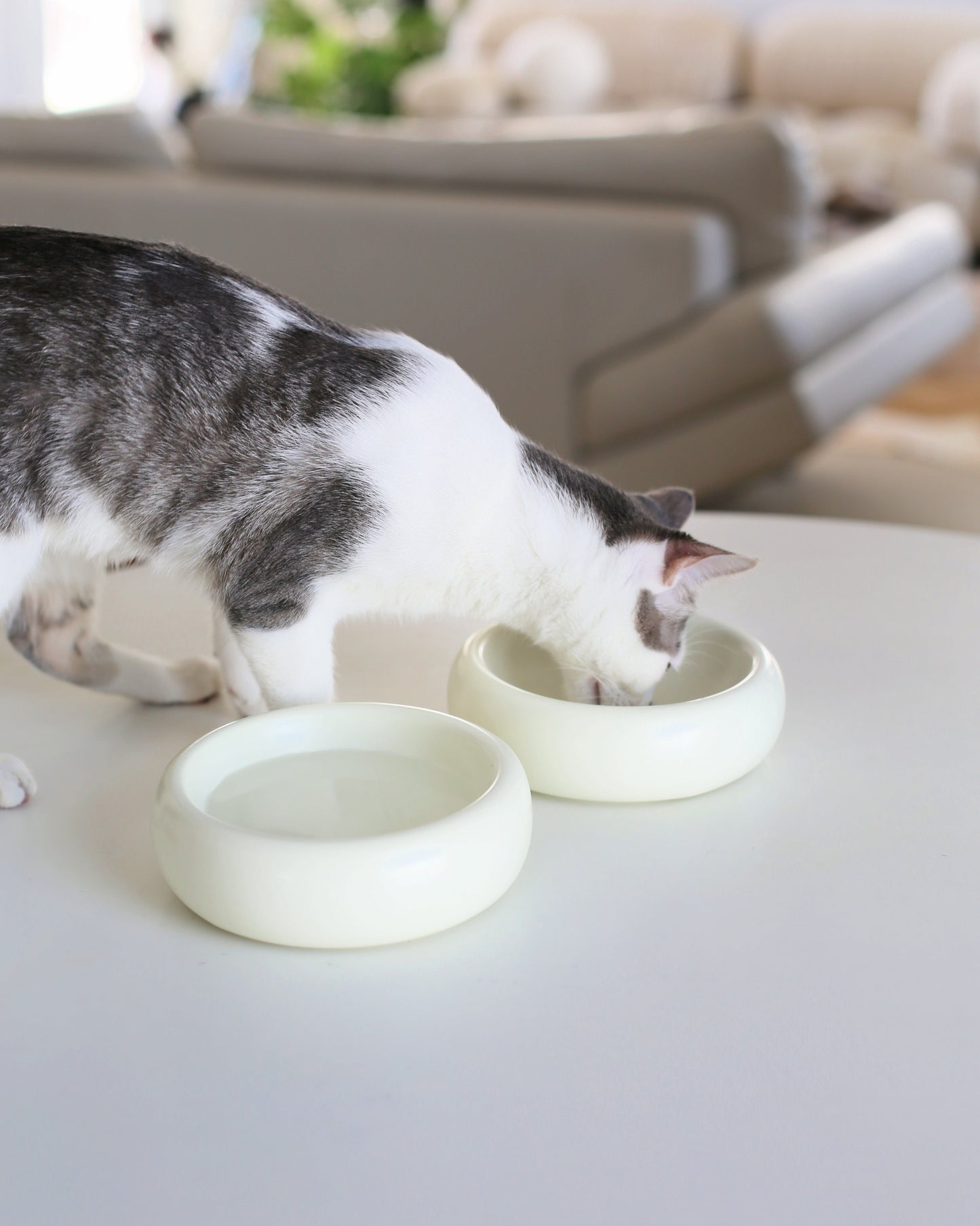 Catenary Halo Bowl