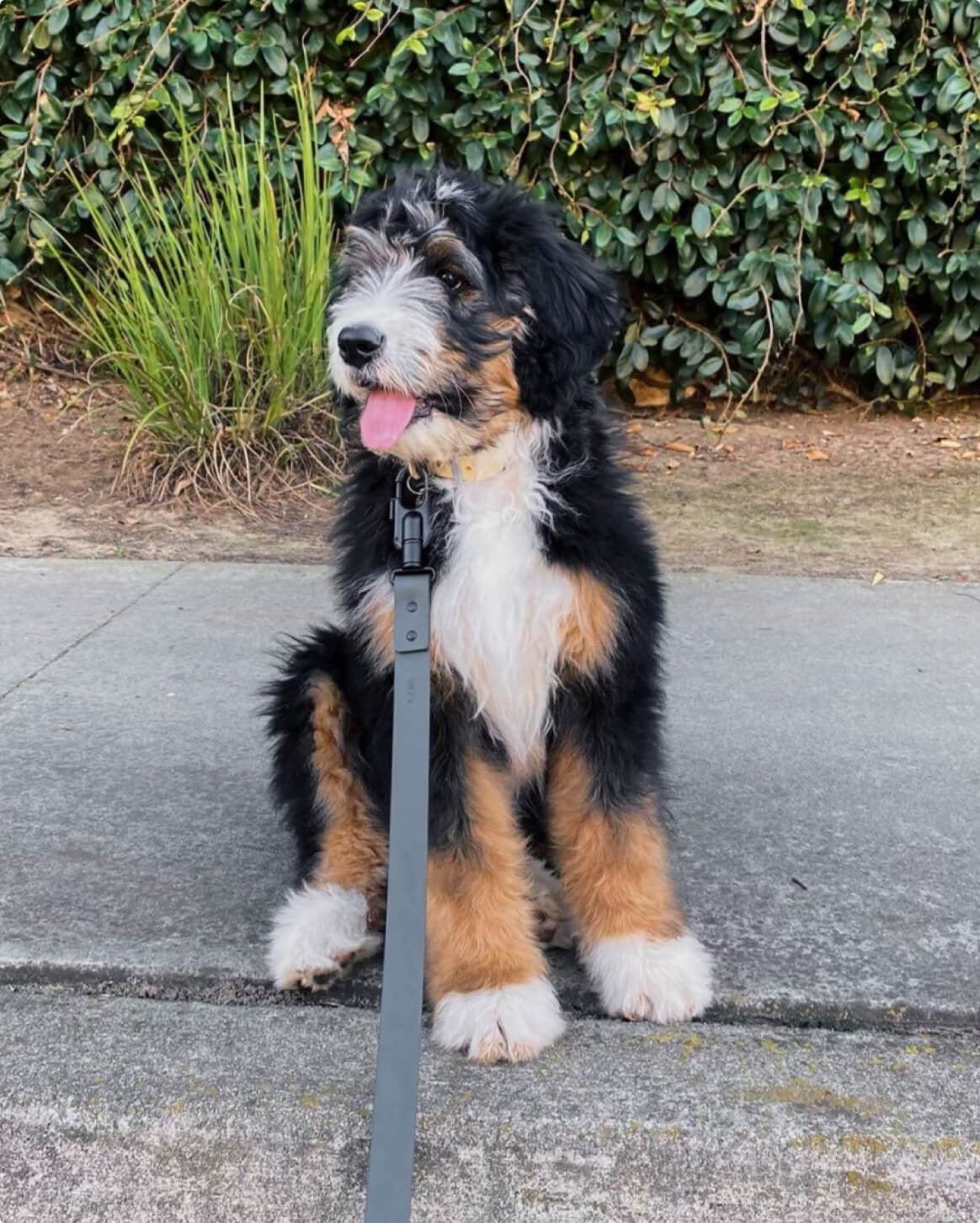 Signature Leash
