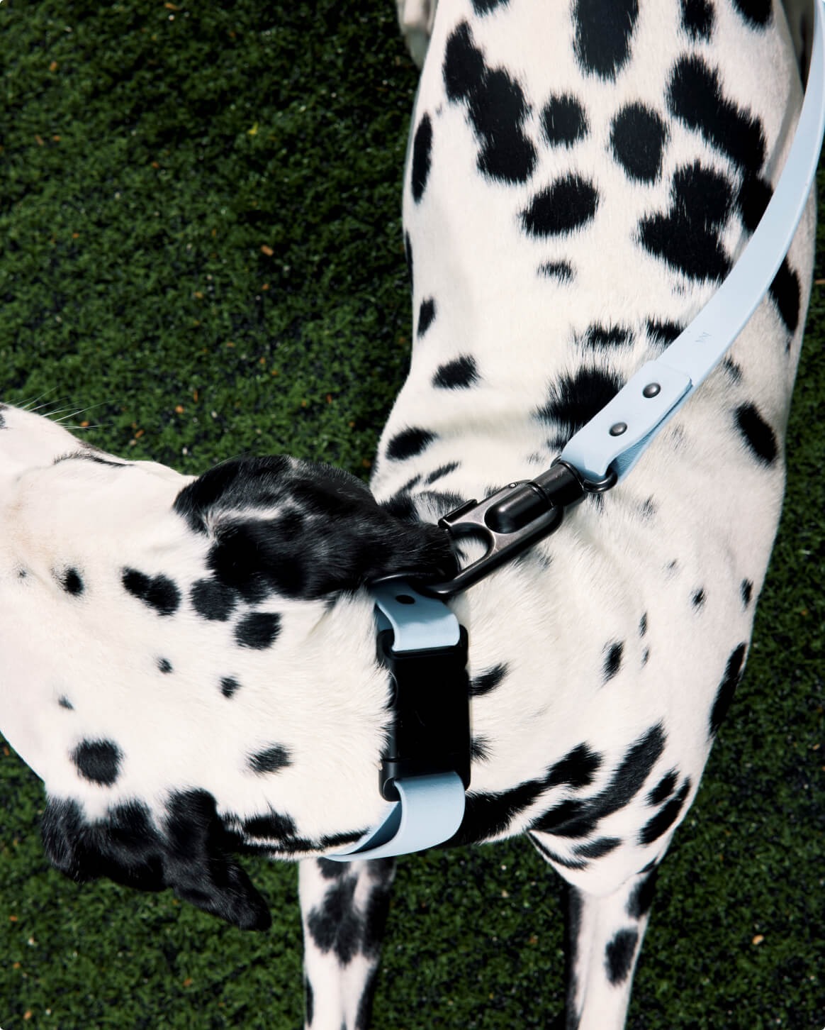 Signature Collar