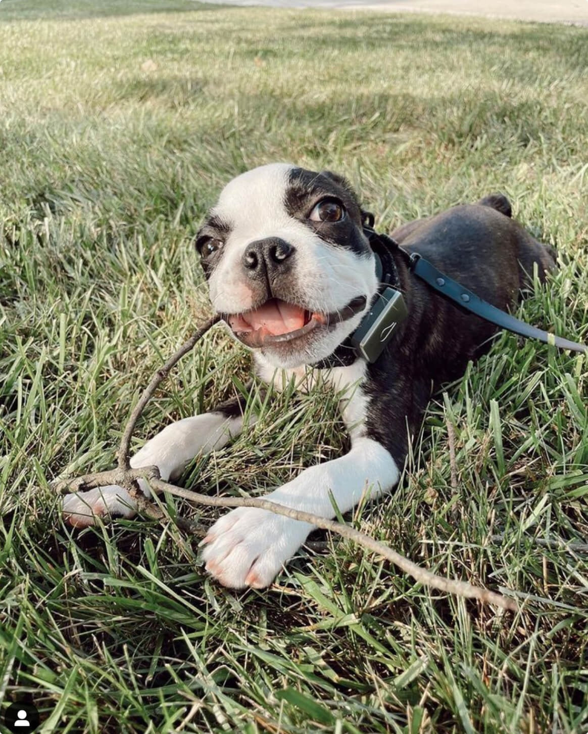 Signature Leash