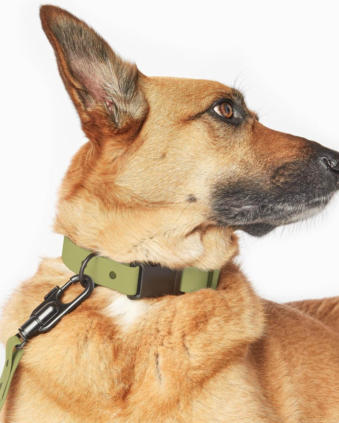 Signature Collar Personalized