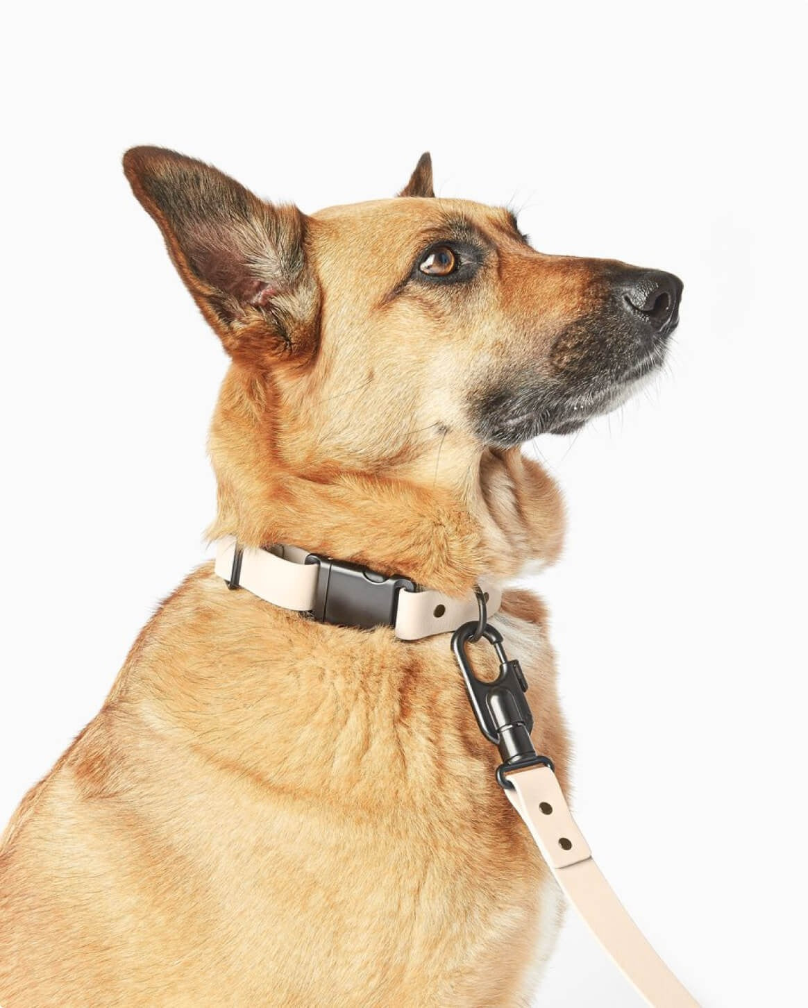 Signature Collar Personalized