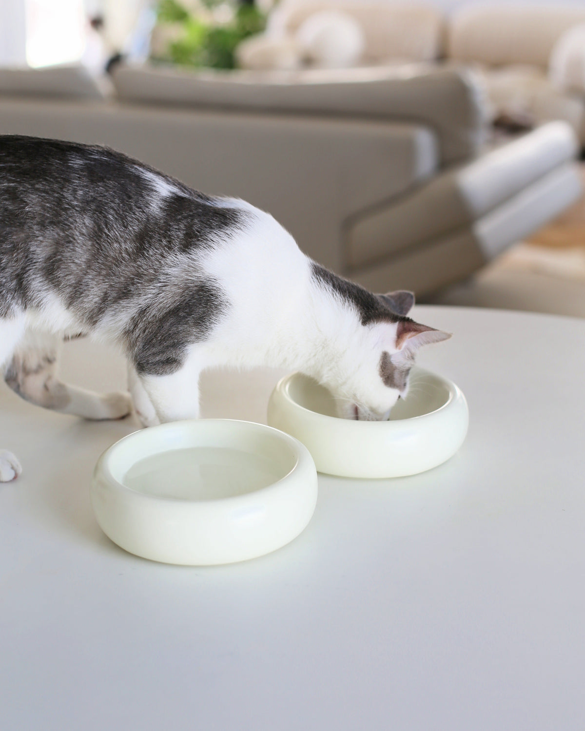 Catenary Halo Bowl